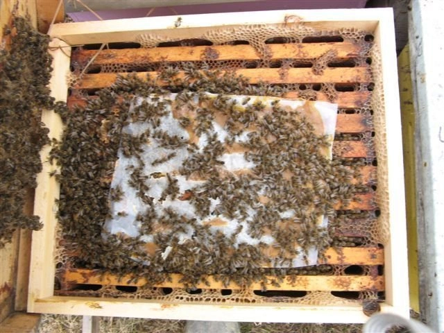 FEEDBEE – substytut pyłku, opak. 10 kg